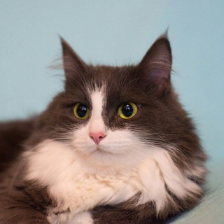 Telegram profile photo for Животные в добрые руки (Москва и МО)🐶🐱