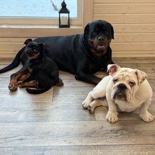 Telegram profile photo for MAG Dogs