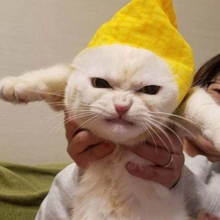 Telegram profile photo for Have you seen this cat?🌴🌊🥥
