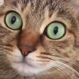Telegram profile photo for СМЕШНЫЕ 🐱 КОТИКИ МЕМЫ