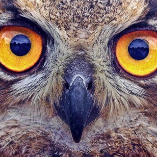 Telegram profile photo for Owl's Nest
