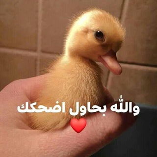Telegram profile photo for صياح كتكوت حزين🐣🖤🇵🇸
