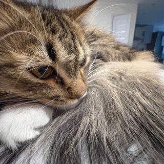 Telegram profile photo for соув
