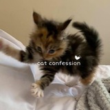 Telegram profile photo for Cat confession ♡