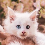 Telegram profile photo for Котята продажа мейнкун / шотландские котята