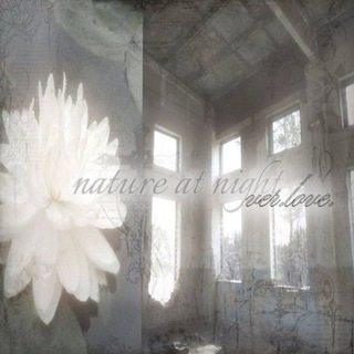 Telegram profile photo for NᎪᎢᏌᏒᎬ ᎪᎢ NᏆᏀᎻᎢ