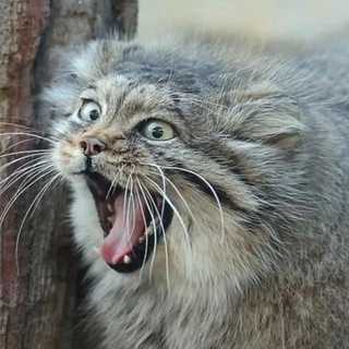 Telegram profile photo for дикие кошки