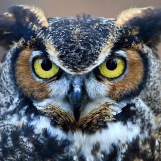 Telegram profile photo for OWLKING