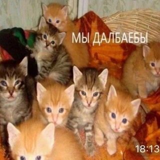 Telegram profile photo for ДЦП Crew