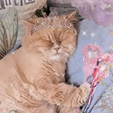 Telegram profile photo for Логово злодейки Бензи