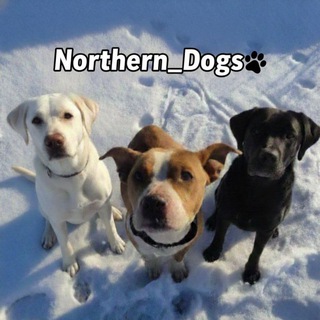Telegram profile photo for Northern Dogs🐾