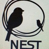 Telegram profile photo for Nest