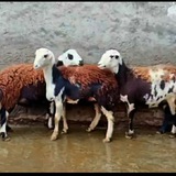Telegram profile photo for قصابی و کشتار روز