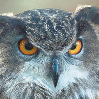 Telegram profile photo for Filin🦉