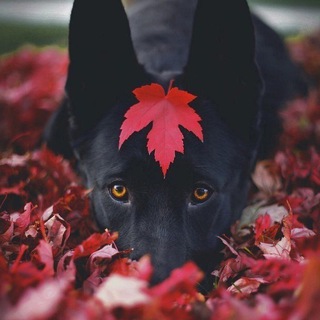 Telegram profile photo for Peter M.