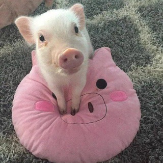 Telegram profile photo for папа хряк