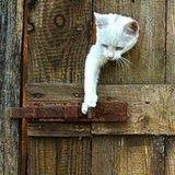 Telegram profile photo for УМНЫЙ C.A.T.