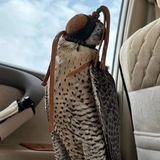 Telegram profile photo for هّاجس .