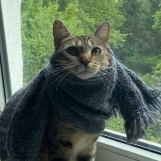 Telegram profile photo for Жопа канал 💺