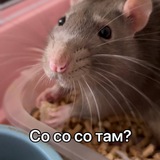 Telegram profile photo for плохое качество