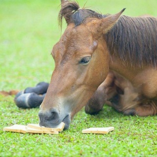 Telegram profile photo for Horse gifs