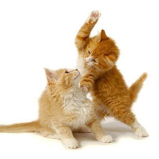 Telegram profile photo for animals telegram