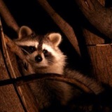 Telegram profile photo for ᘏkᥱzz᥆ іᥒ𝖿᥆⃟🐾