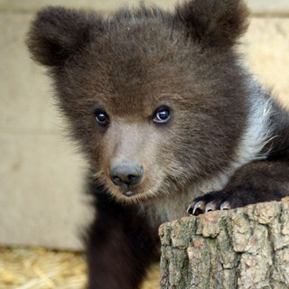 Telegram profile photo for Крипто Медвежонок