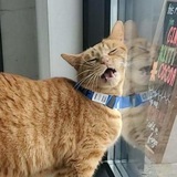 Telegram profile photo for Just Another meme-Excerpt