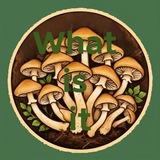 Telegram profile photo for Nootropic, что это?