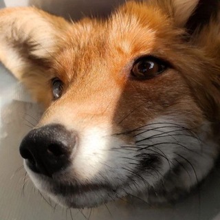Telegram profile photo for 🦊<•°Твōрчêский лuсuй Yгòлóк°•>🦊