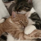 Telegram profile photo for Куплет инфо