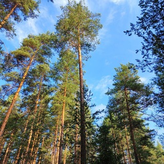 Telegram profile photo for Беседы с Учителем. Отшельник