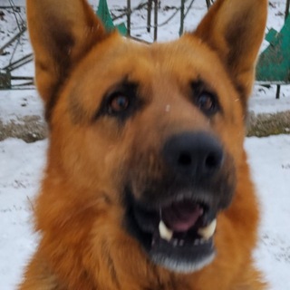 Telegram profile photo for Немец Рекс