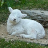 Telegram profile photo for Утренняя манка🌱
