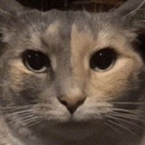 Telegram profile photo for Career Shadow
