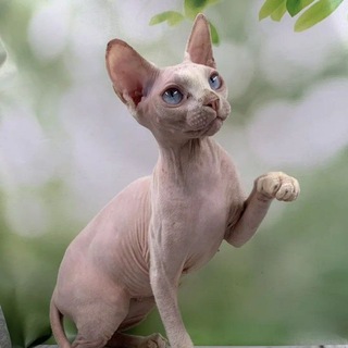 Telegram profile photo for Инопланетянам нужен дом!