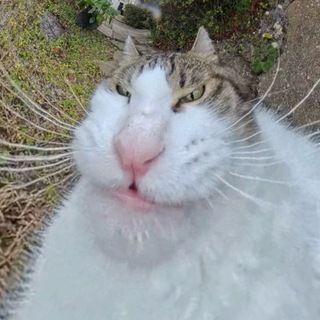 Telegram profile photo for Гордый Скуф