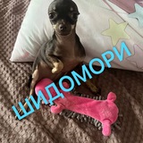 Telegram profile photo for ɯидо