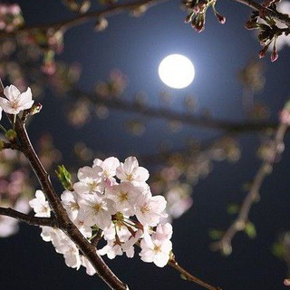 Telegram profile photo for Dreaming of the moon