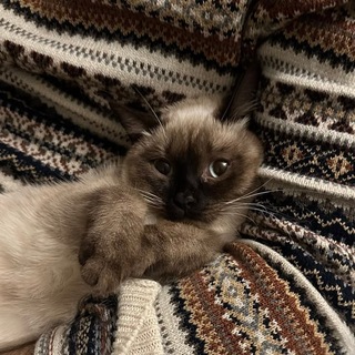 Telegram profile photo for Кав'ярня УкрАрт ☕️