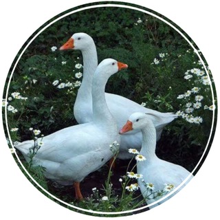 Telegram profile photo for 𓏲𝄢. ⁾ 𝓰𝓮𝓮𝓼𝓮 𝓪𝓷𝓭 𝓭𝓾𝓬𝓴𝓼 ᶜᵒᶰᶠᵉˢˢᴵᵒᶰ 🪿-🦆
