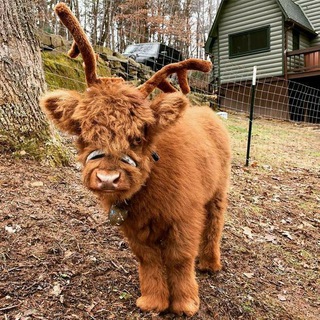 Telegram profile photo for Коровки мои коровки