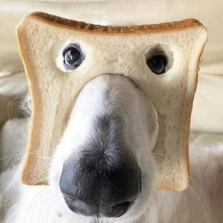 Telegram profile photo for Skipaframe