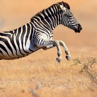 Telegram profile photo for Zebra Calls