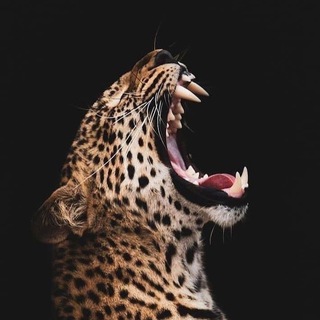 Telegram profile photo for Women’s Safari | Женский Клуб