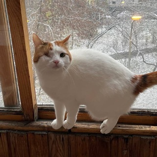 Telegram profile photo for #асочкадня и друзья