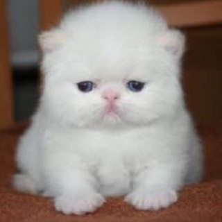 Telegram profile photo for котячий сад пуговки