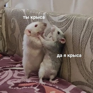 Telegram profile photo for крысиная дыра