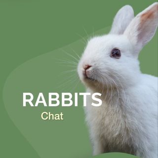 Telegram group profile photo for Rabbits Chat 🐇